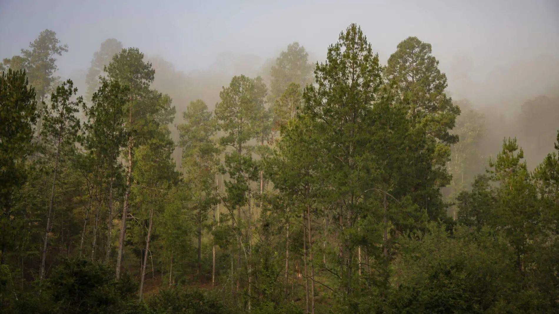 País de la monarca arboles